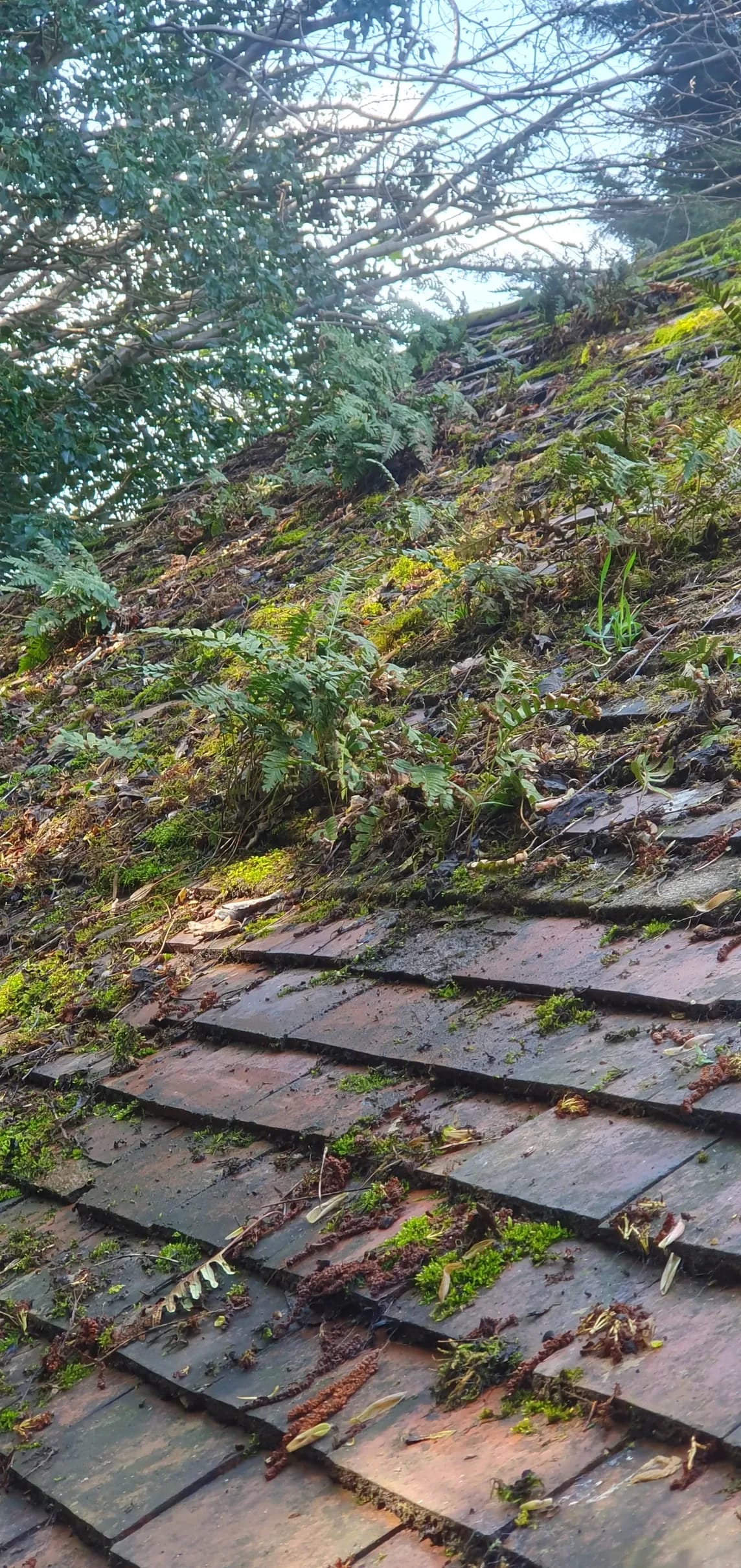 Roof Cleaning